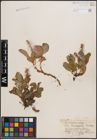 Foto von Salix crassijulis Trautv.